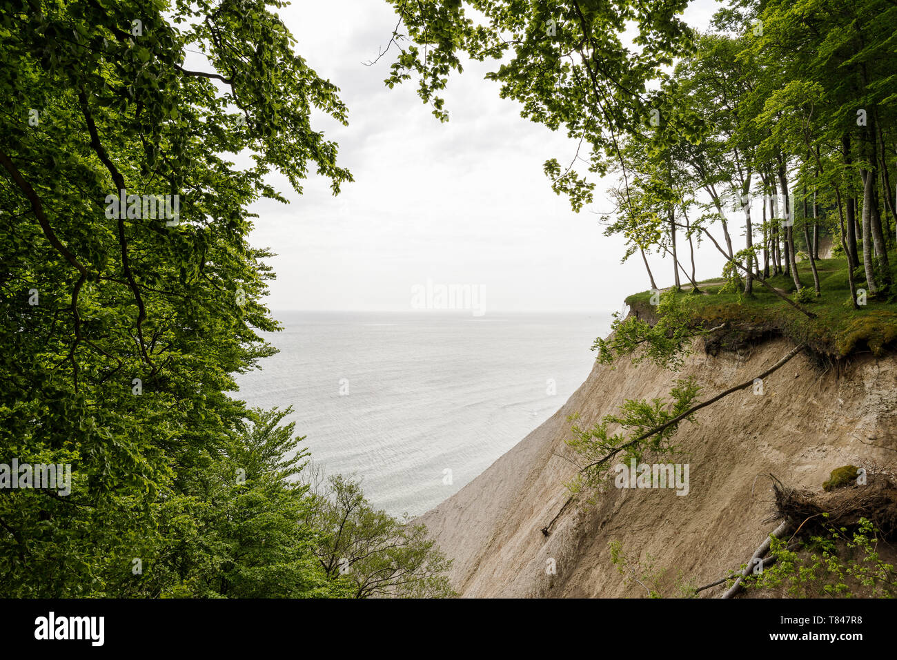 Paesaggio con alberi sul bordo della costiera chalk cliffs, Jasmund National Park, Sassnitz, Rügen, Meclenburgo-Pomerania Occidentale, Germania Foto Stock