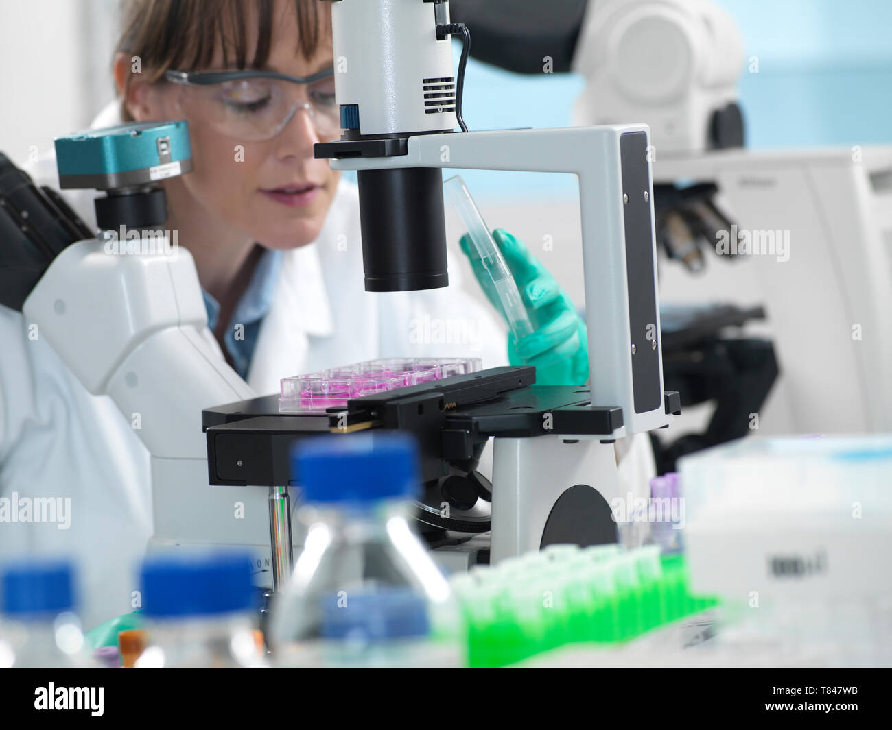 La ricerca di cella, scienziato guardando i campioni cellulari sotto microscopio invertito in laboratorio Foto Stock