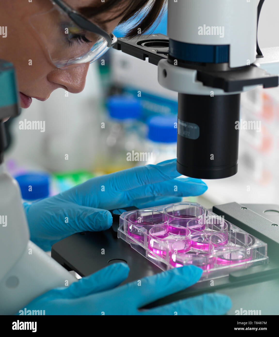 Donna scienziato esaminando le cellule nel mezzo di crescita in multi piastra ben sotto microscopio in laboratorio Foto Stock