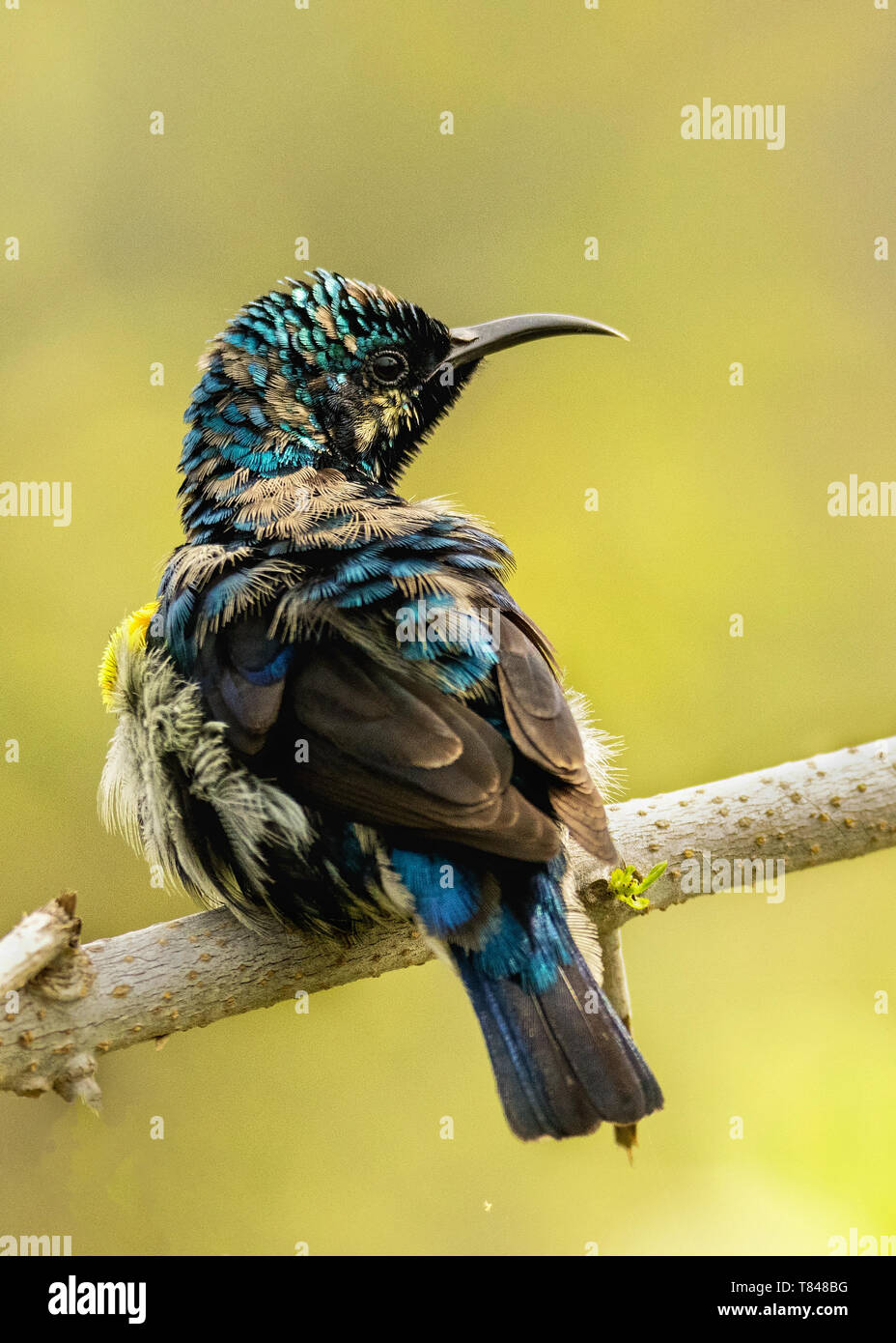 Viola Sunbird (Cinnyris asiaticus): un close up ritratto di porpora Sunbird nel suo allevamento piumaggio. Acquisite a Bharatpur Bird Sanctuary, India Foto Stock