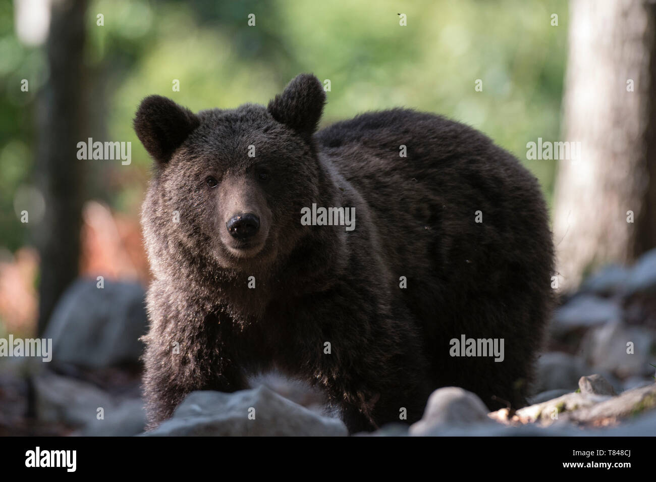 Unione l'orso bruno (Ursus arctos), ritratto, Notranjska foresta, Slovenia Foto Stock