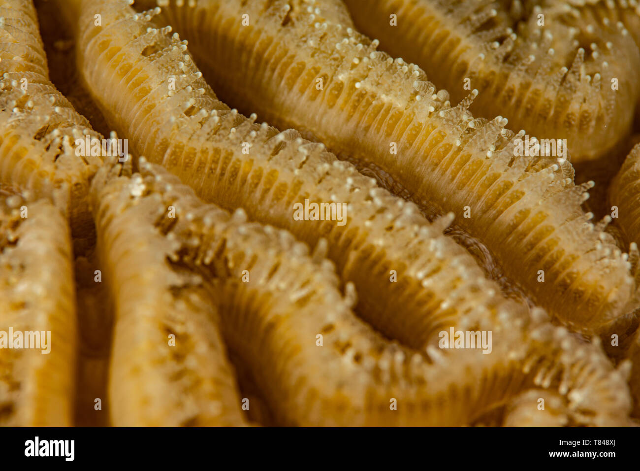 Vista subacquea di anemone marittimo, vicino, Eleuthera, Bahamas Foto Stock