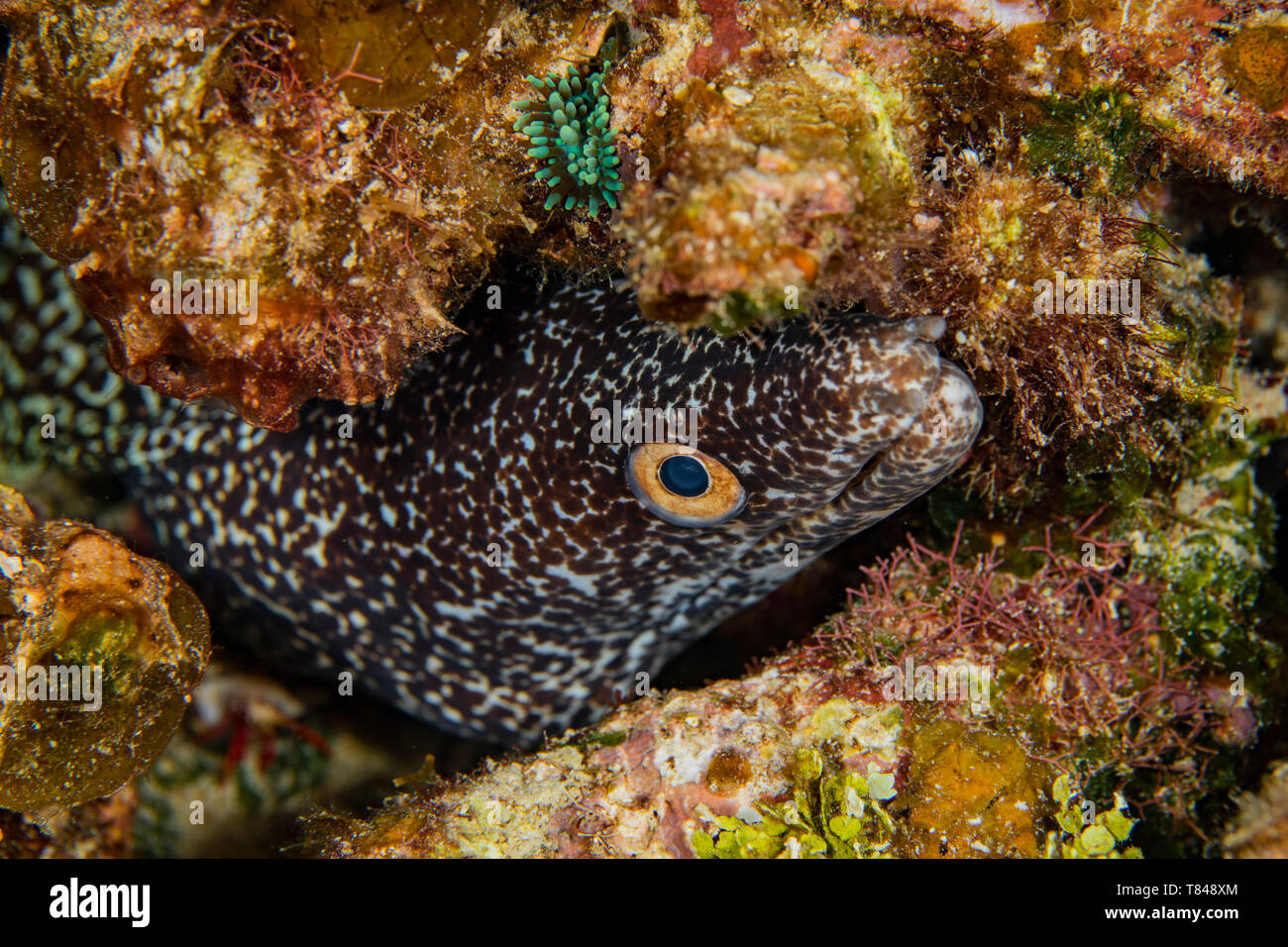 Vista subacquea di spotted moray (gymnothorax moringa) Il peering fuori dal nascondiglio, Eleuthera, Bahamas Foto Stock
