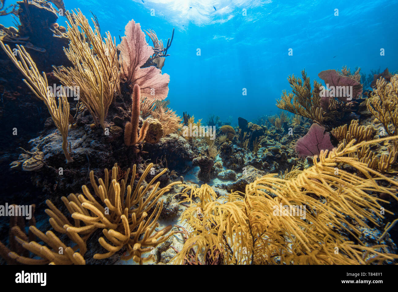 Scenic vista subacquea di soft coral sul fondale, Eleuthera, Bahamas Foto Stock