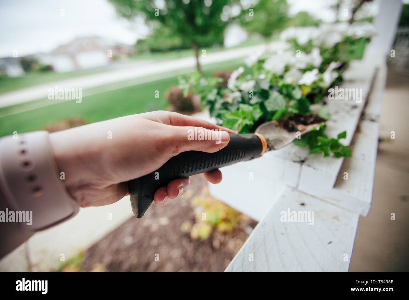 La mano di piantare ivy con giardino cazzuola Foto Stock