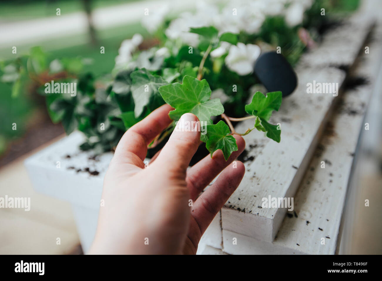 Mano toccando foglie d'edera Foto Stock