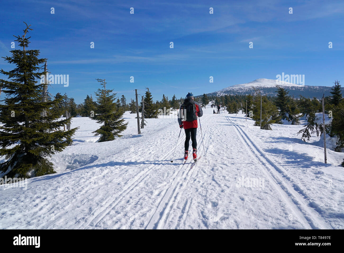 Cross country sciatore, Krkonose (Monti dei Giganti) in inverno, Repubblica Ceca Foto Stock