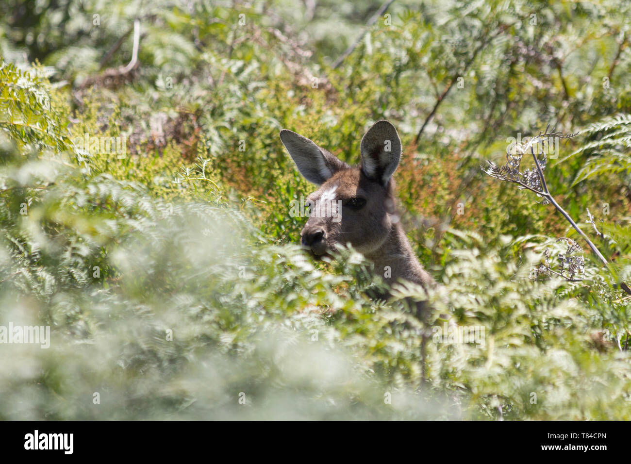 Kangaroo sulla boccola. Perth, Western Australia, Australia. Foto Stock