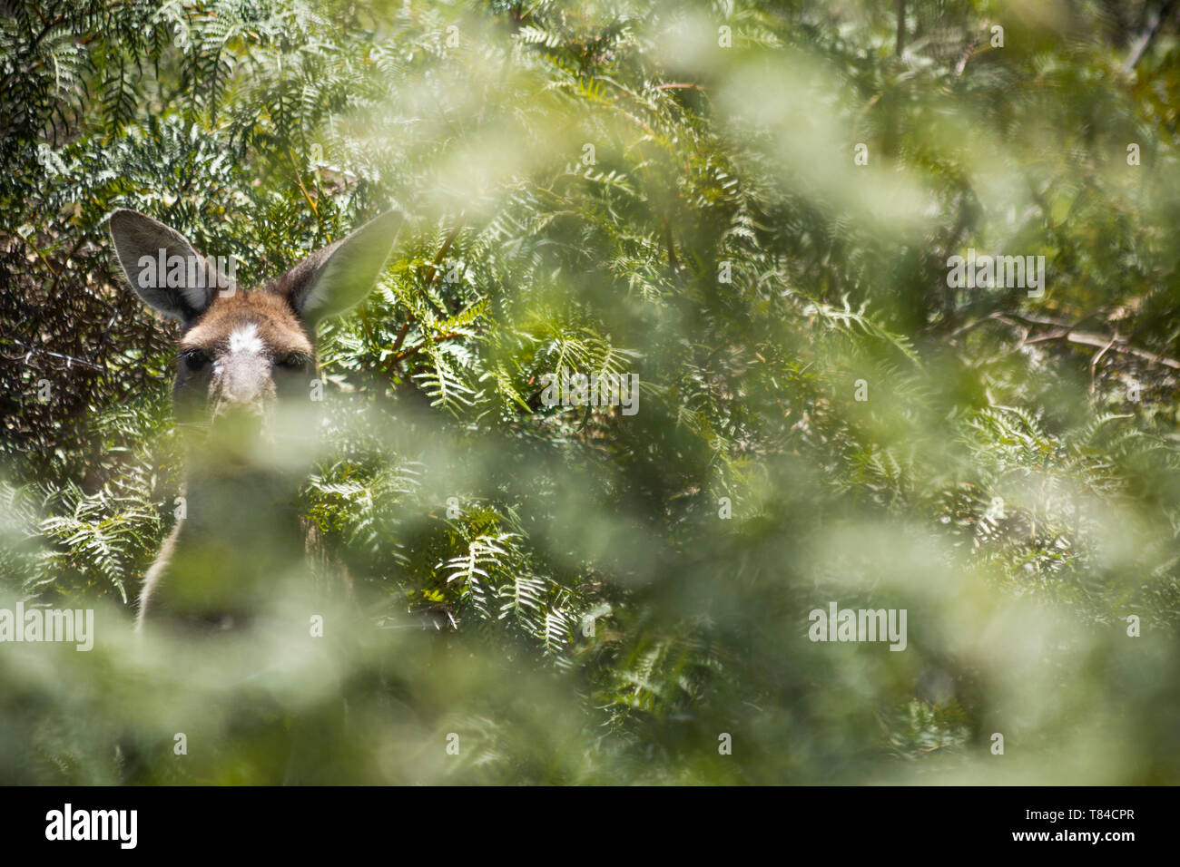 Kangaroo sulla boccola. Perth, Western Australia, Australia. Foto Stock