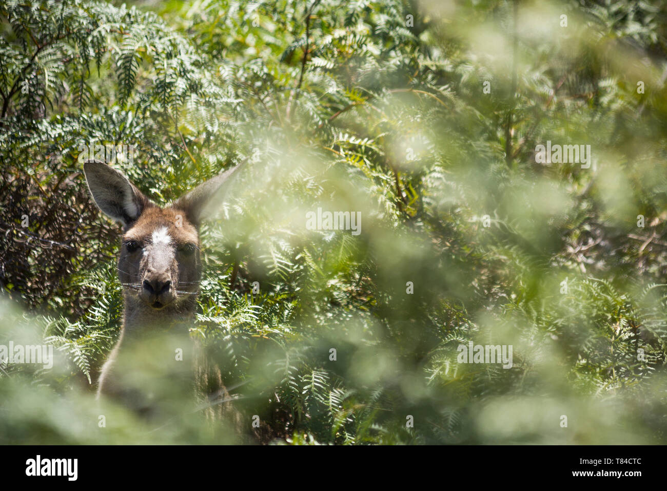 Kangaroo sulla boccola. Perth, Western Australia, Australia. Foto Stock