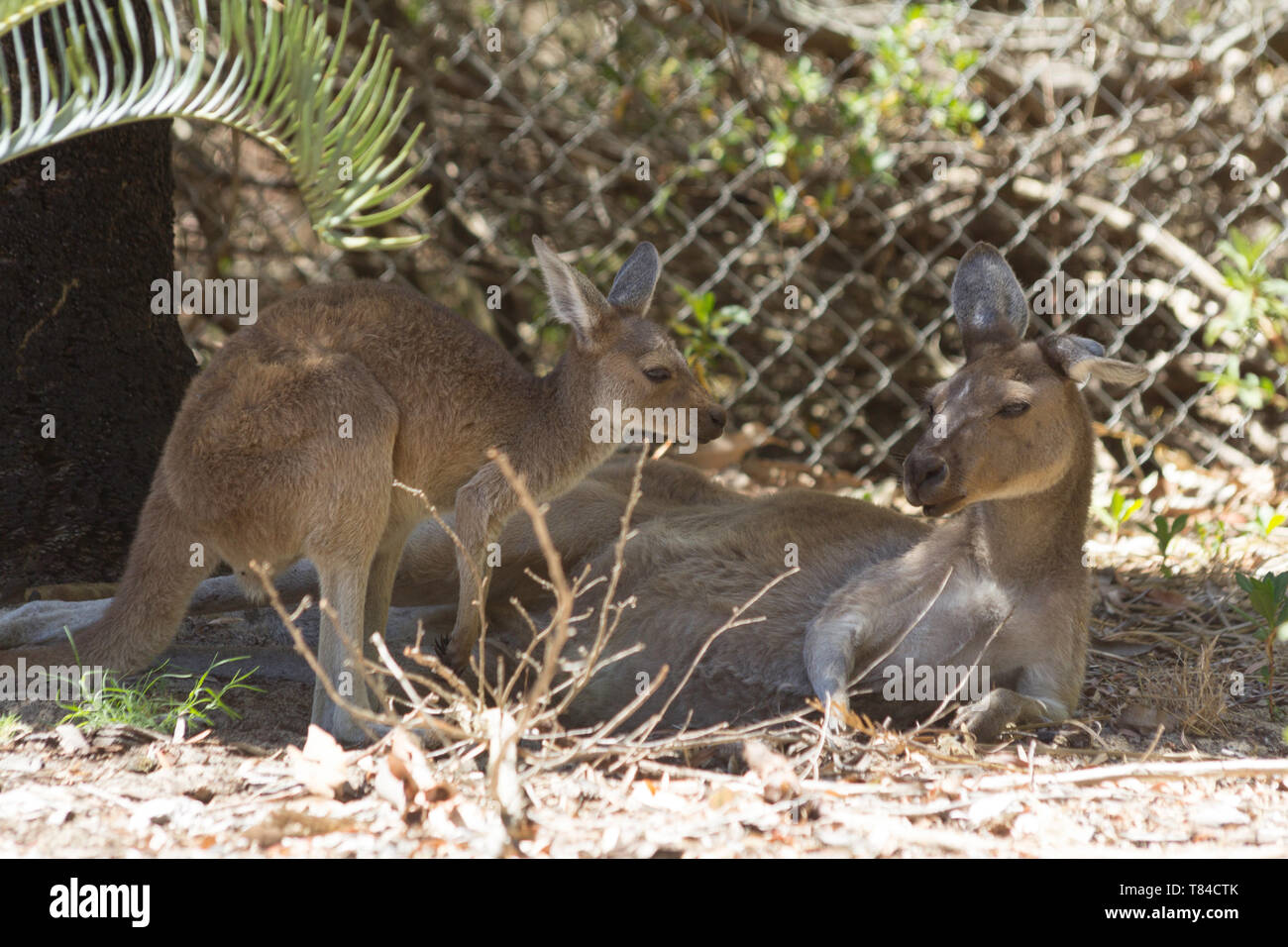 Canguro di bambino e sua madre di riposo. Perth, Western Australia, Australia. Foto Stock
