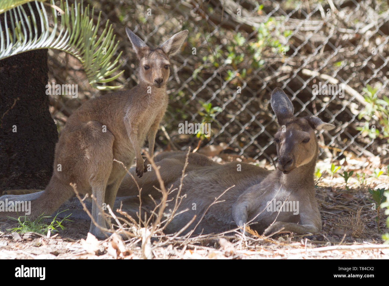 Canguro di bambino e sua madre di riposo. Perth, Western Australia, Australia. Foto Stock