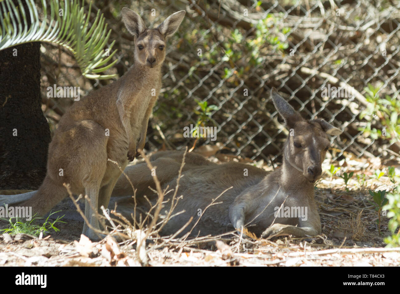 Canguro di bambino e sua madre di riposo. Perth, Western Australia, Australia. Foto Stock