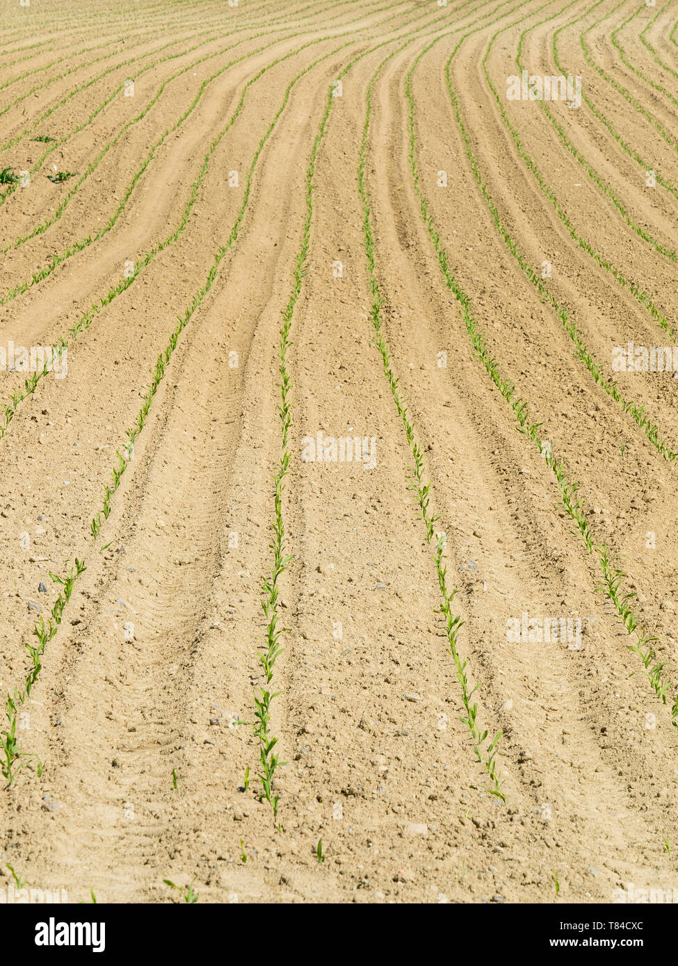 Neonato plantule di mais linea in un campo coltivato durante la primavera Foto Stock