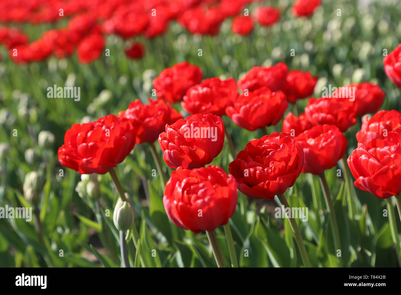 Sullo sfondo della natura con un bellissimo colore rosso brillante i tulipani Foto Stock