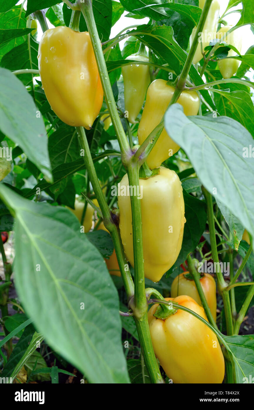 Close-up di maturazione i peperoni in un orto in organico di pepe plantation,composizione verticale Foto Stock