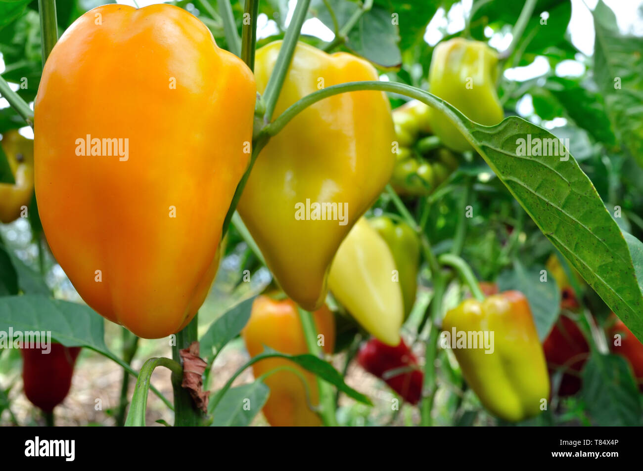 Close-up di maturazione i peperoni in un orto in organico di piantagione di pepe Foto Stock