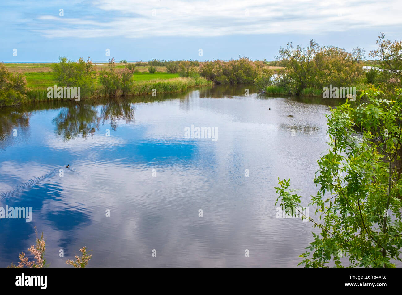 Aiguamolls de l'Empordà Parco naturale Foto Stock