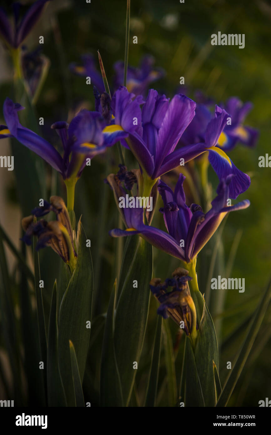 Romantico iris blu appassimento in giardino Foto Stock