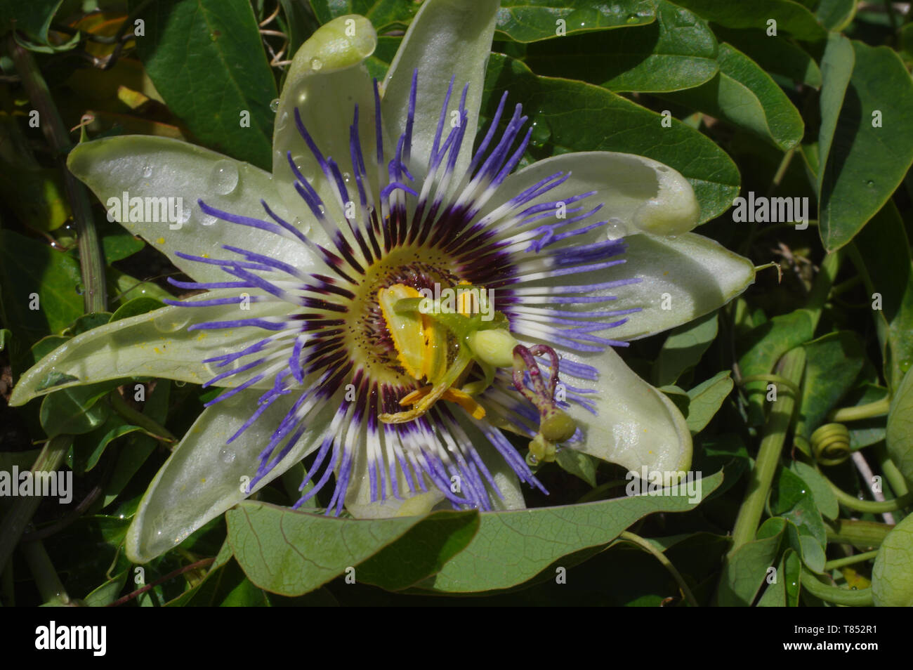 Fiore della passione (Passiflora edulis) close-up Foto Stock