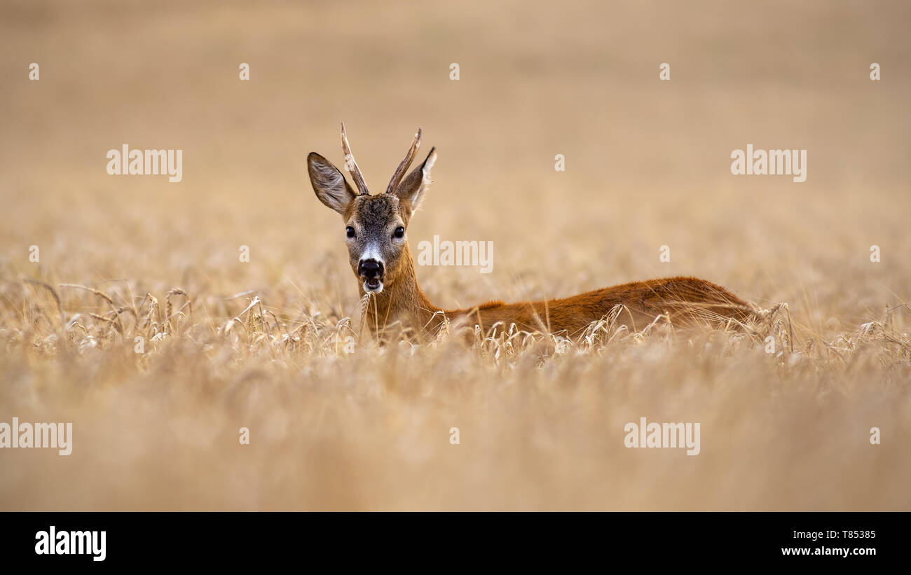 Il capriolo Capreolus capreolus, buck in piedi fuori in alto campo di grano in estate la masticazione. Animale selvatico nascosto su un campo agricolo in estate. Foto Stock