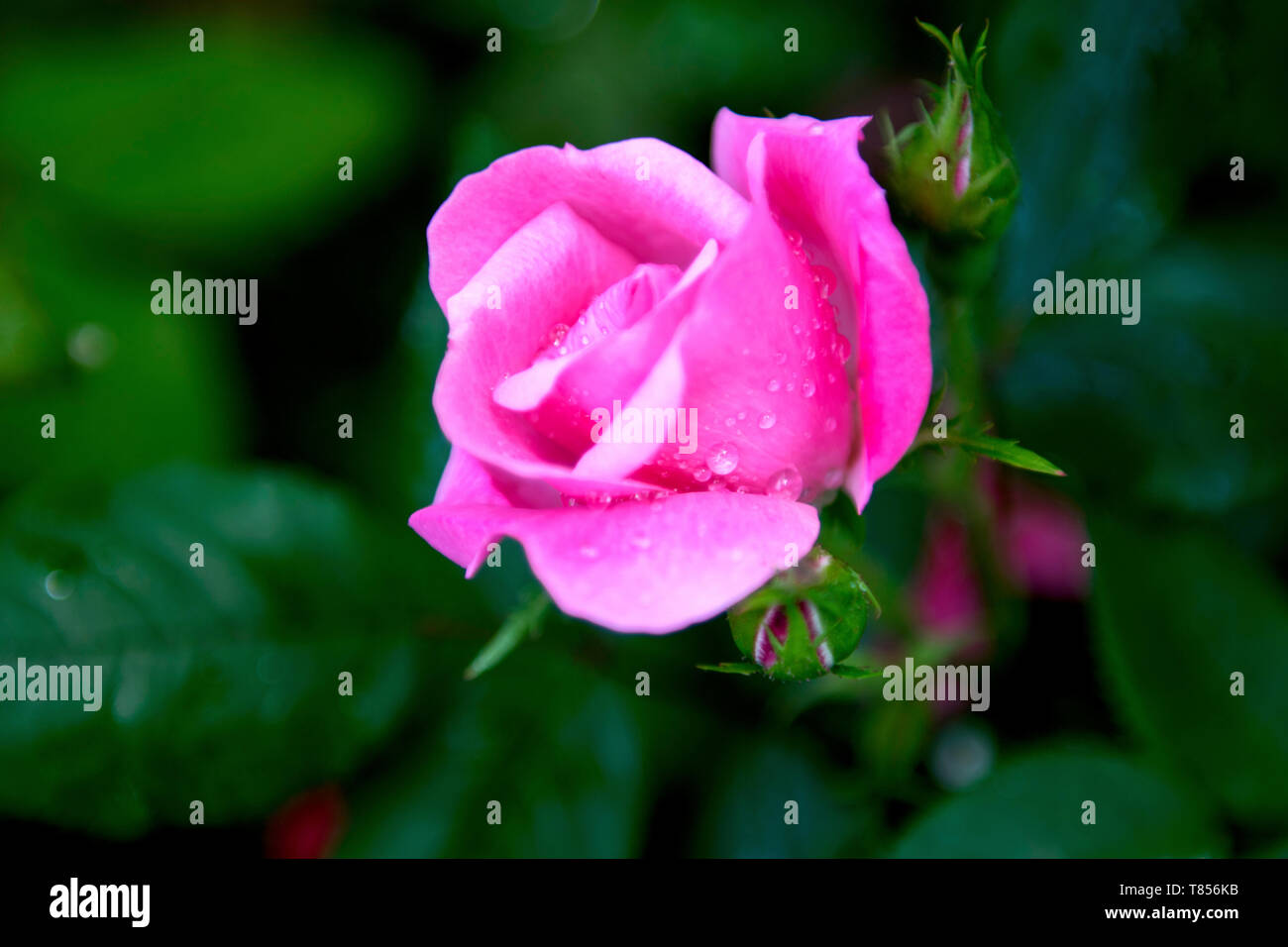 Le gocce di pioggia sul rosebud rosa Foto Stock