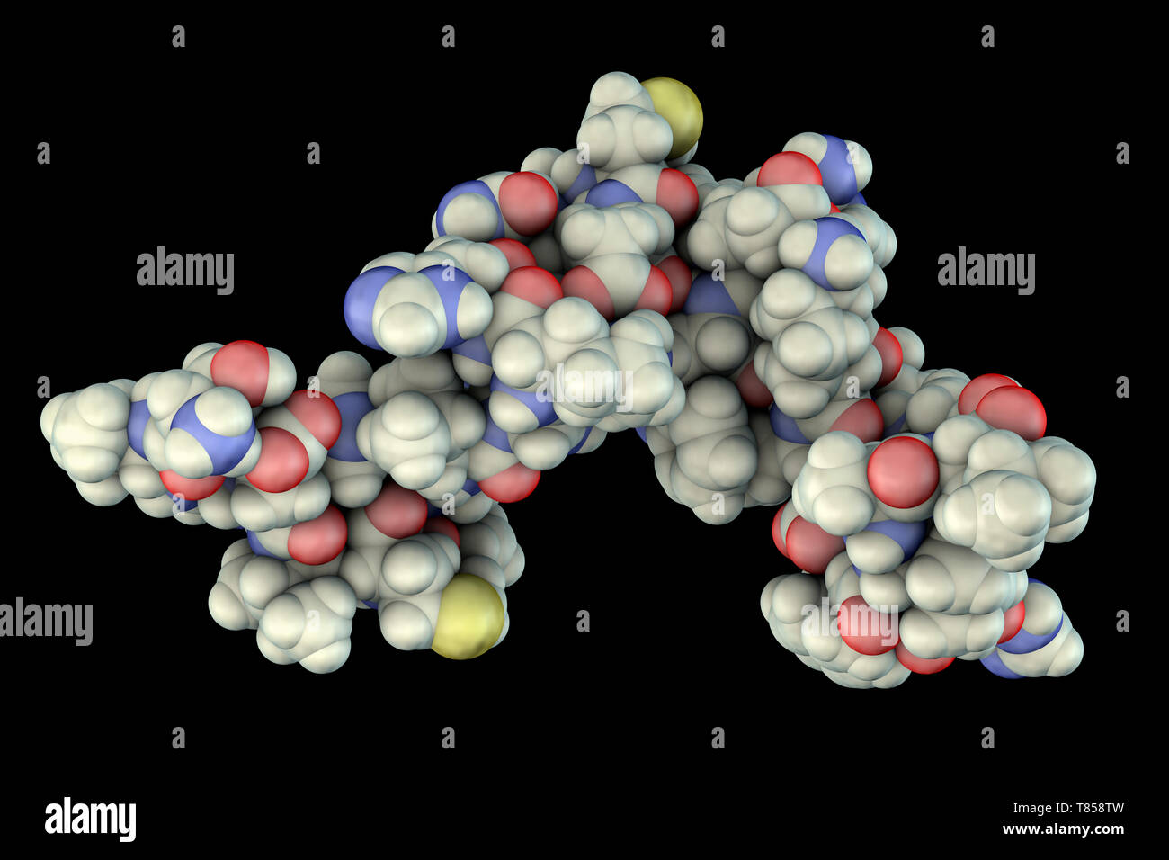 Ormone paratiroideo, modello molecolare Foto Stock