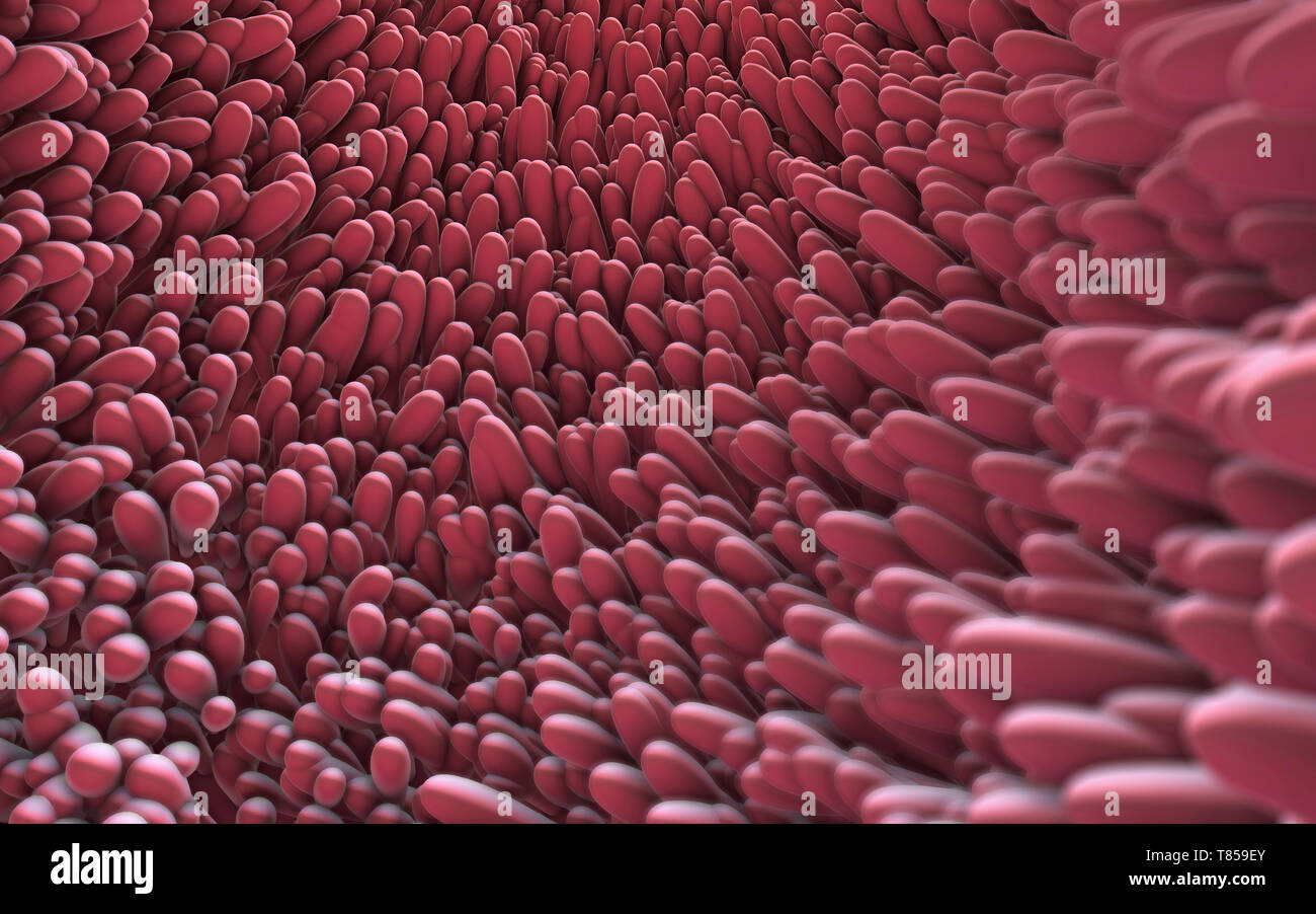 Rigatura intestinale, illustrazione Foto Stock