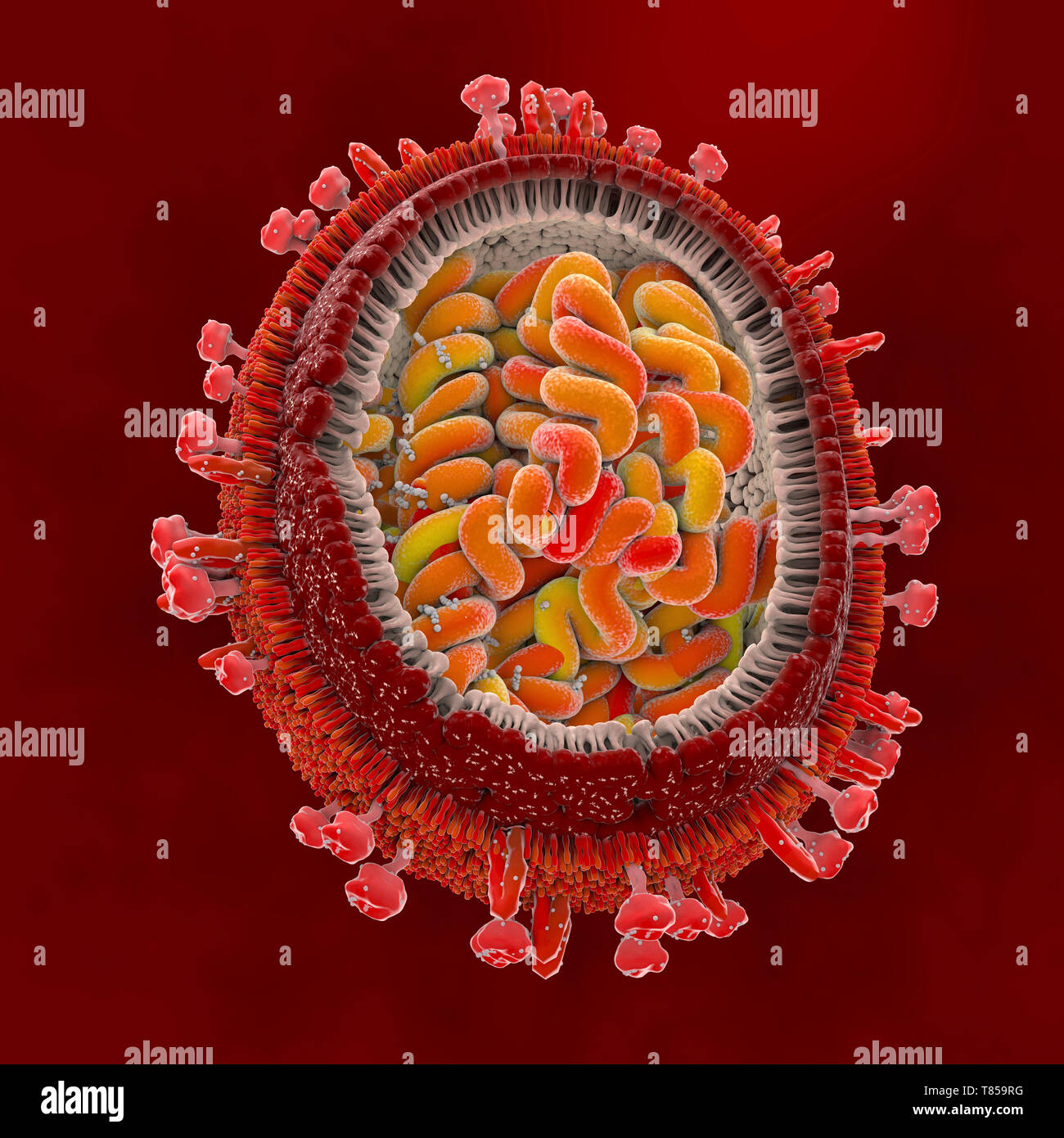 Virus influenzale, illustrazione Foto Stock