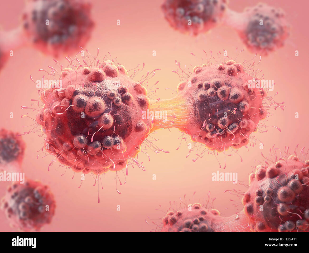 La cellula di cancro dividendo, illustrazione Foto Stock