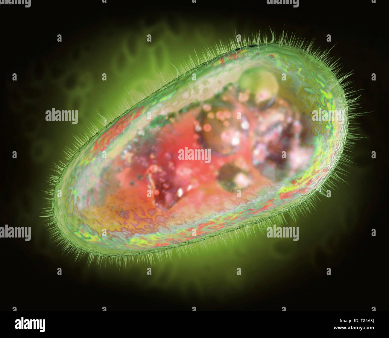 Il protozoo, illustrazione Foto Stock