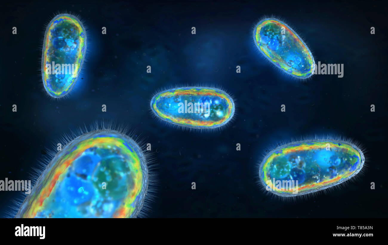 Protozoi, illustrazione Foto Stock