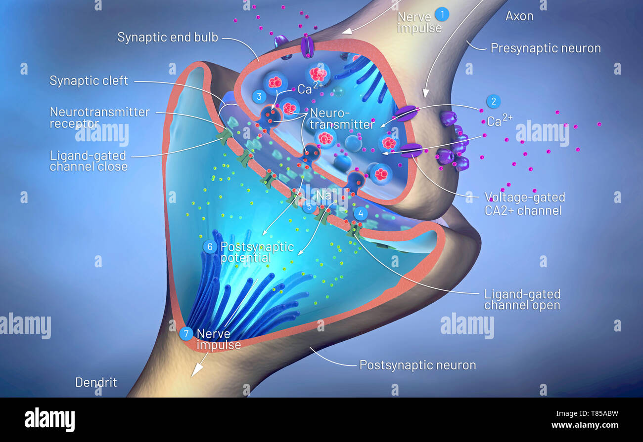 Sinapsi nervo, illustrazione Foto Stock