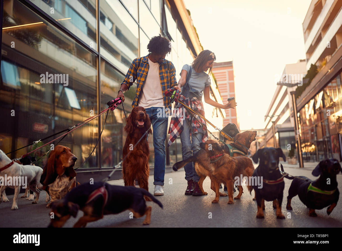 Sorridente giovane dog walker in strada con un sacco di cani Foto Stock