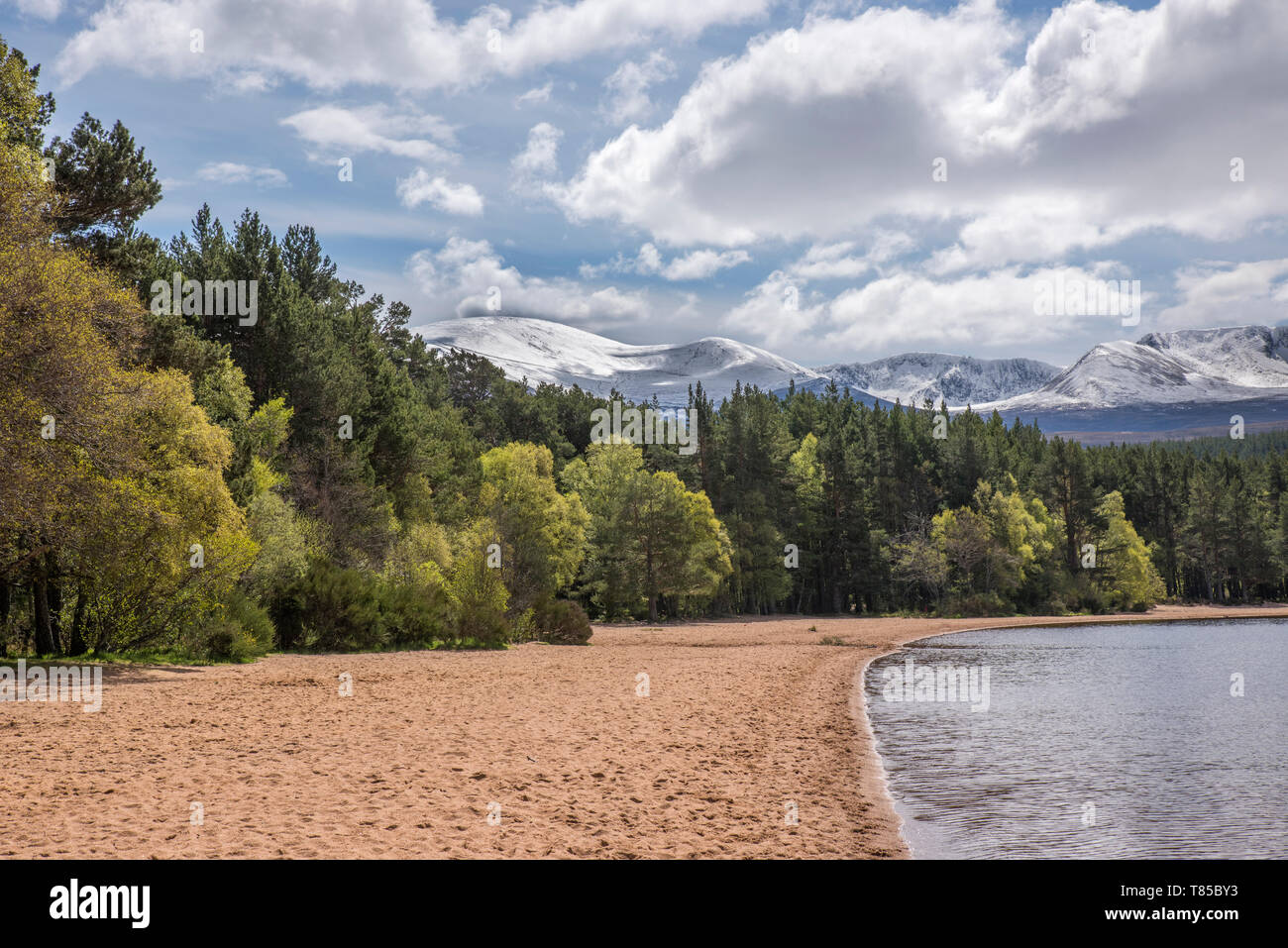 Spiaggia sabbiosa a Loch Morlich nei Cairngorms Foto Stock