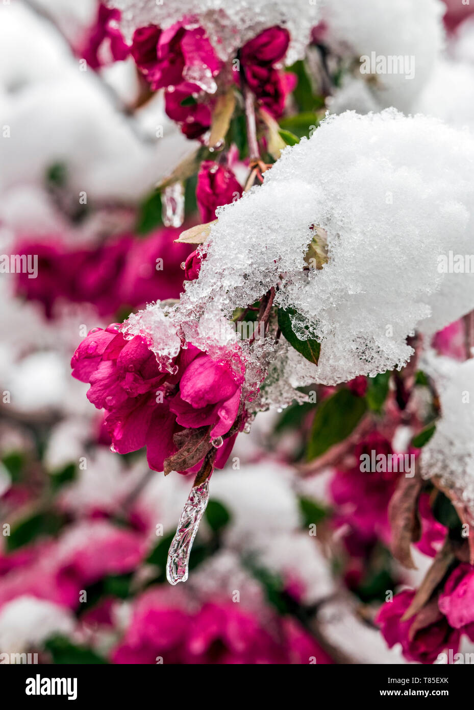 Crabapple tree spolverato in primavera la neve; Salida; Colorado; USA Foto Stock