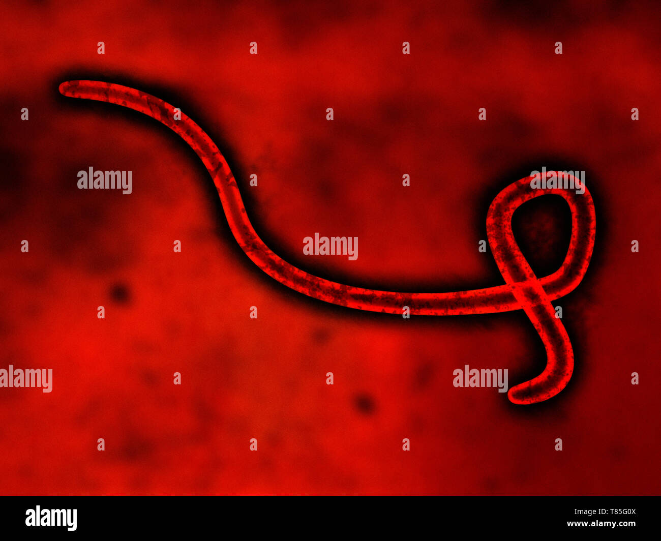 Il virus Ebola, illustrazione Foto Stock