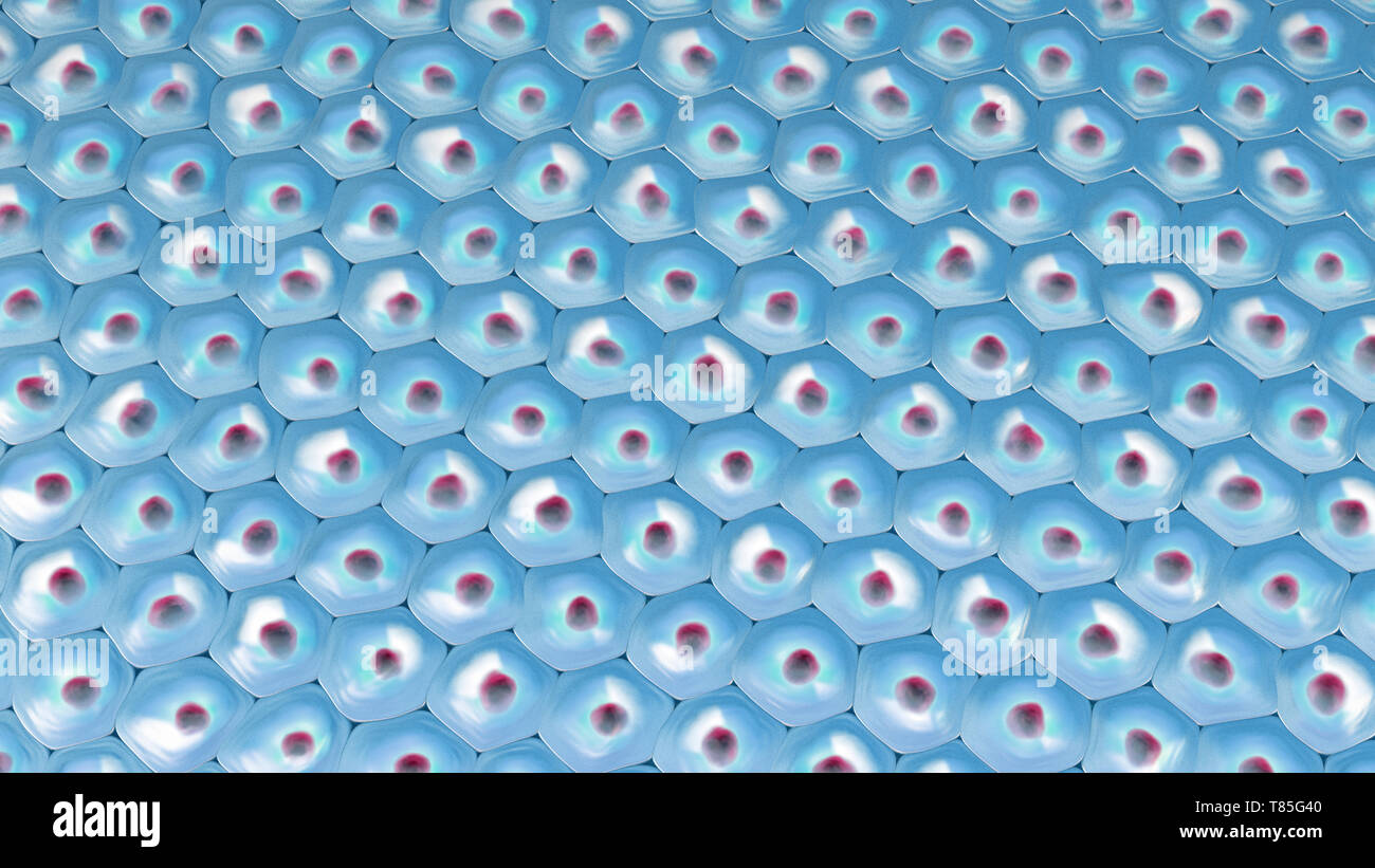 Cellule, illustrazione Foto Stock