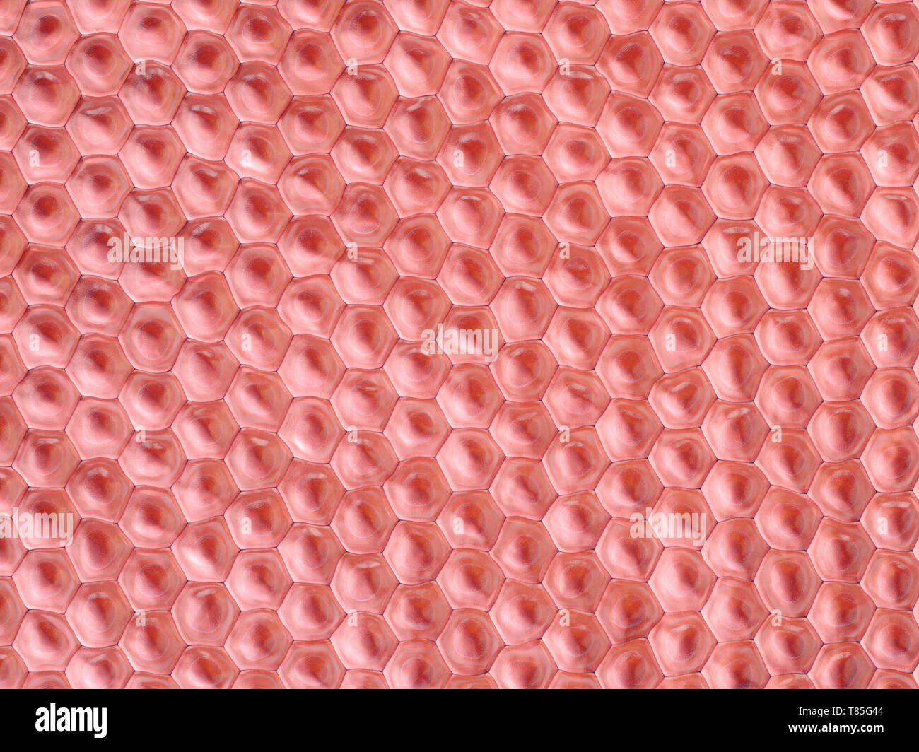 Cellule, illustrazione Foto Stock