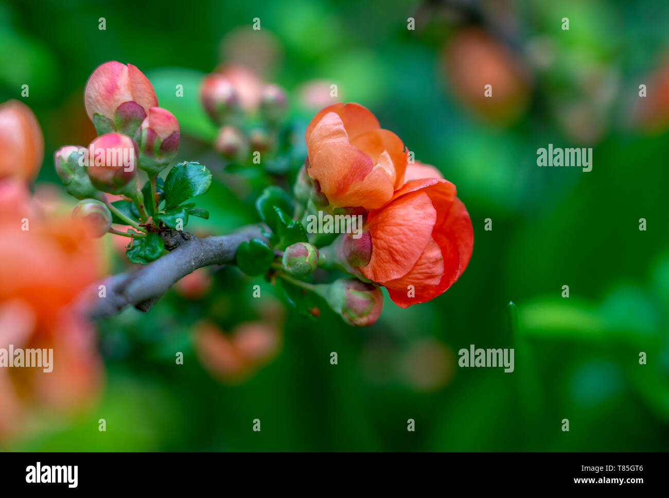 Molto bella la fioritura di mela cotogna, fiori di colore rosso su una offuscata sfondo verde Foto Stock