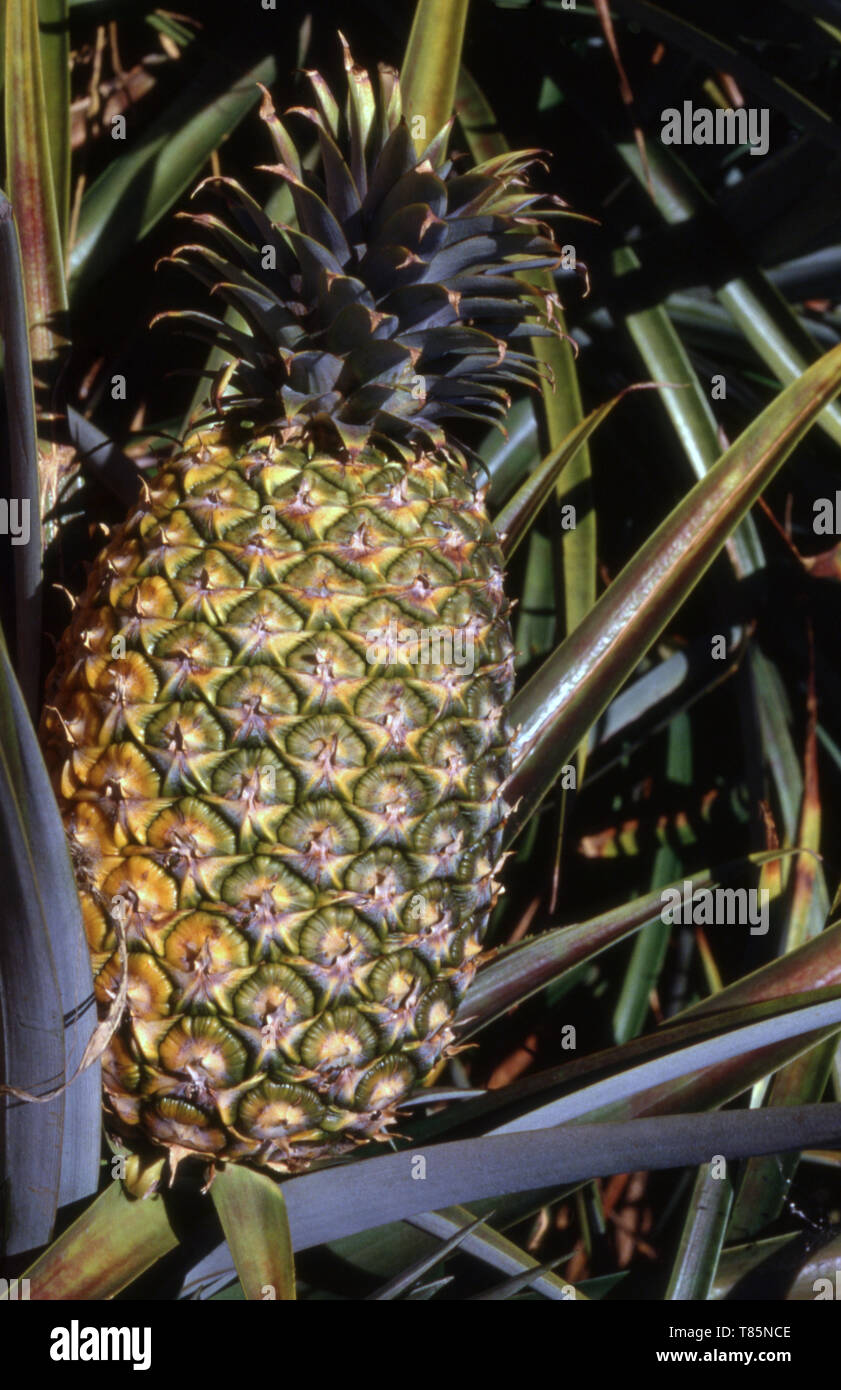 Ananas (Ananas comosus) maturazione, Queensland, Australia. Foto Stock