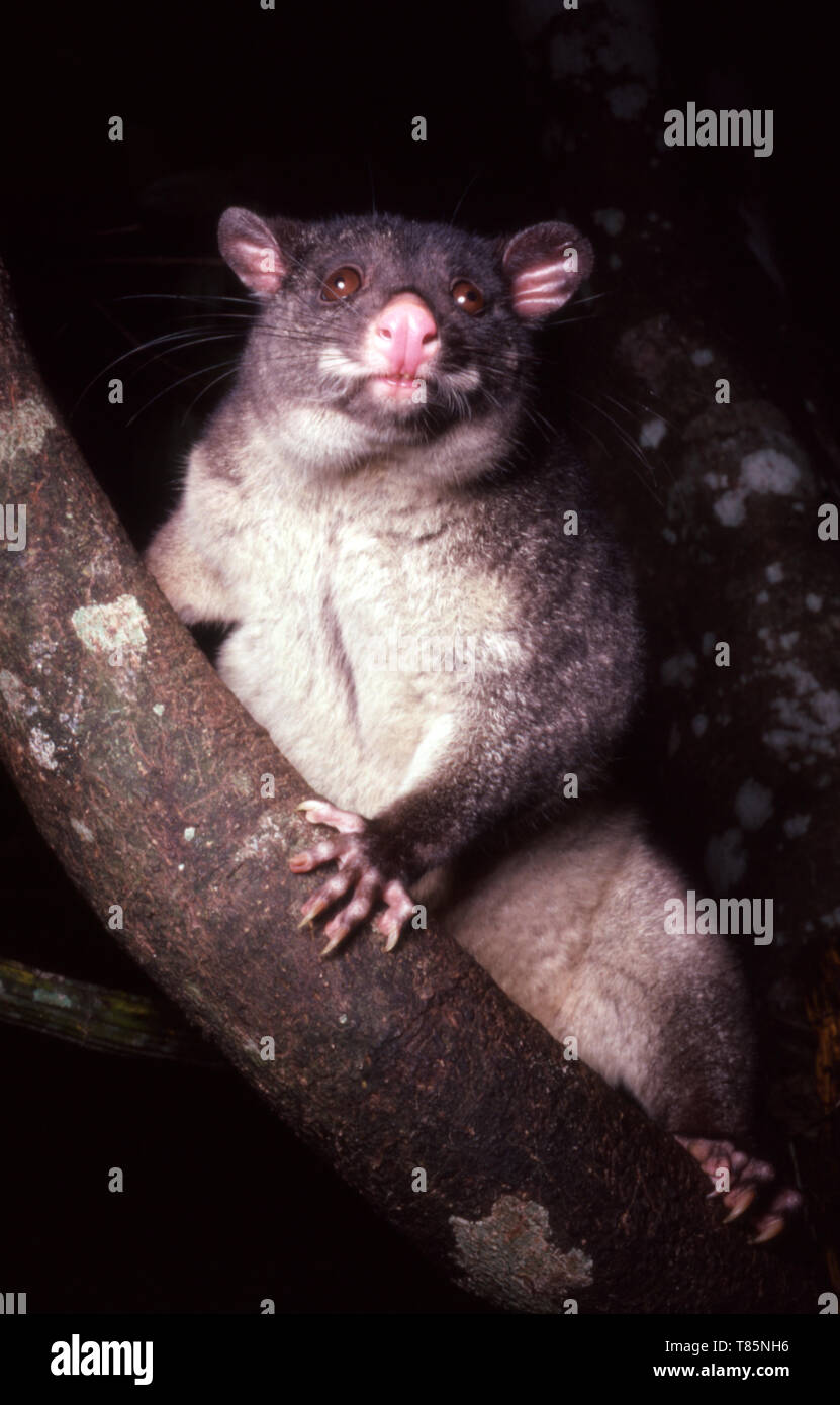 Il posssum di Brushtail di montagna, o Bobuck del sud (Trichosurus cunninghami), è un marsupiale notturno, semi-arboreo nativo di se Australia. Foto Stock