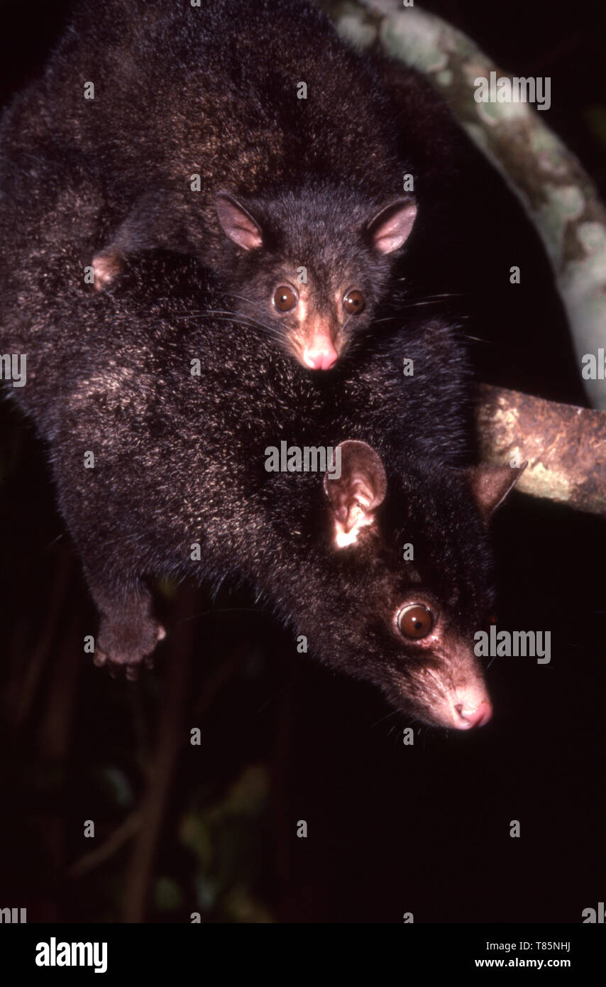 La montagna brushtail possum o bobuck meridionale (Trichosurus cunninghami), un notturno, semi-arboree marsupiale nativo di southeastern Australia. Foto Stock