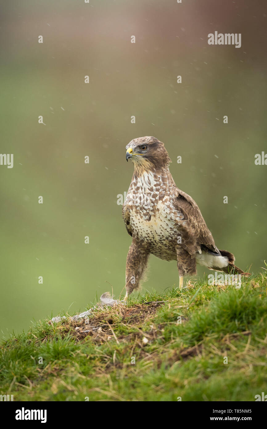 Poiana Coda Rossa Immagini E Fotografie Stock Ad Alta Risoluzione Alamy