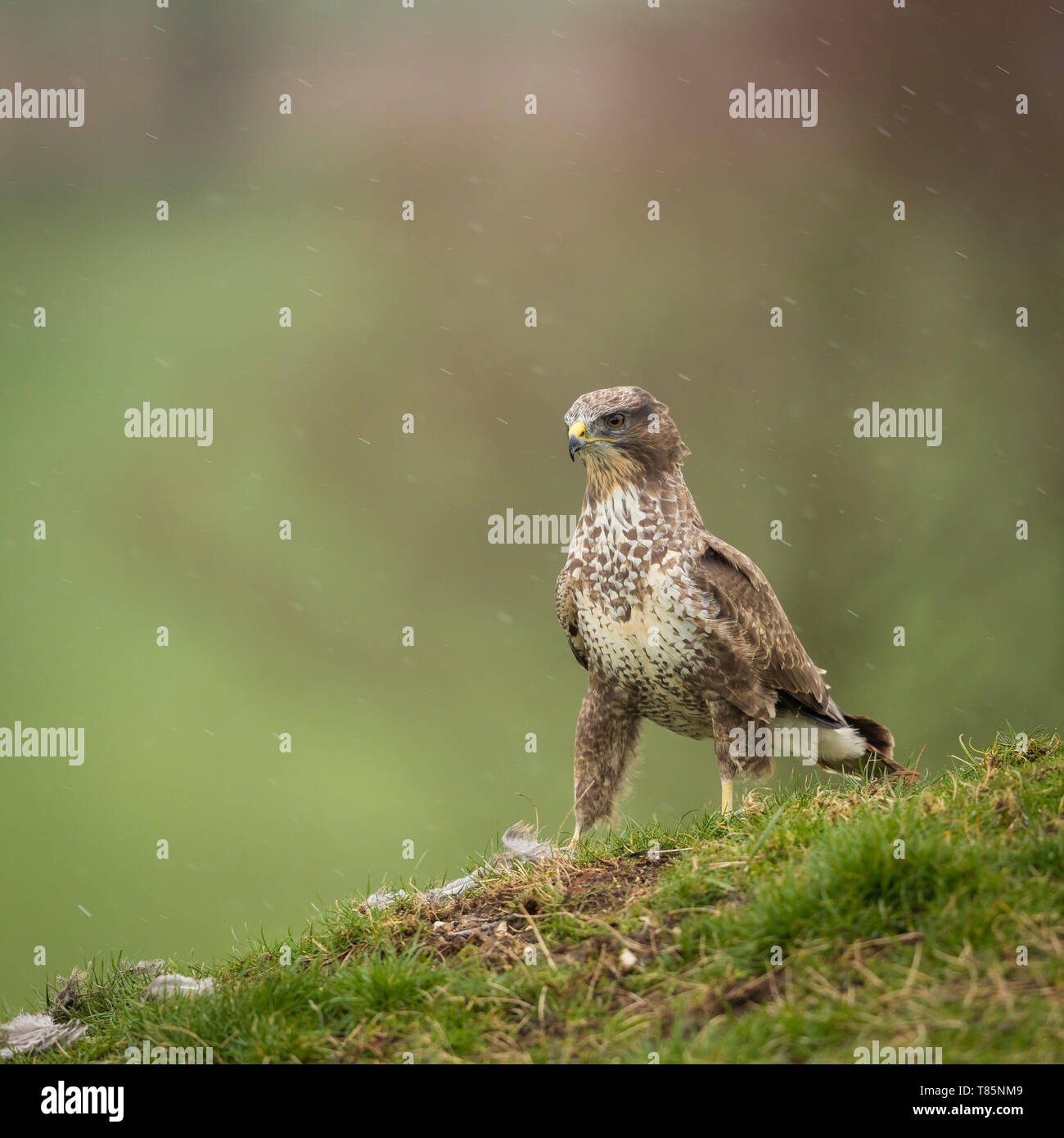 Poiana Coda Rossa Immagini E Fotografie Stock Ad Alta Risoluzione Alamy