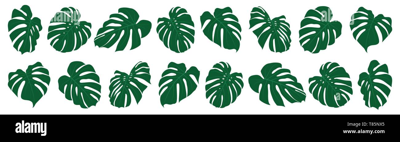 Set di monstera tropicali foglie. Illustrazione Vettoriale. Foglie esotiche isolato. Illustrazione Vettoriale