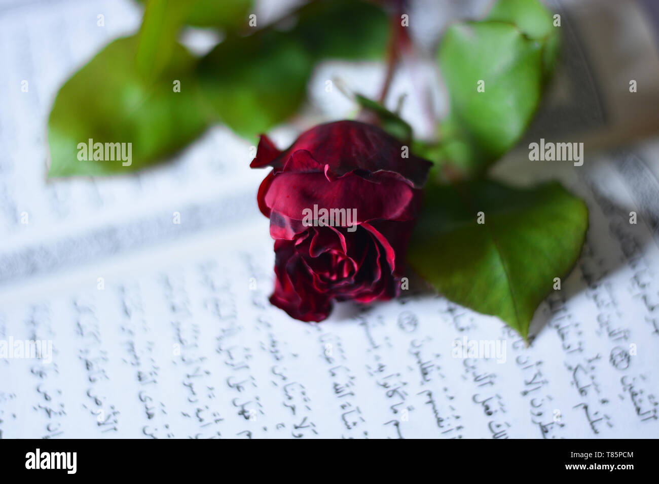 Il Corano e una rosa di amore Foto Stock