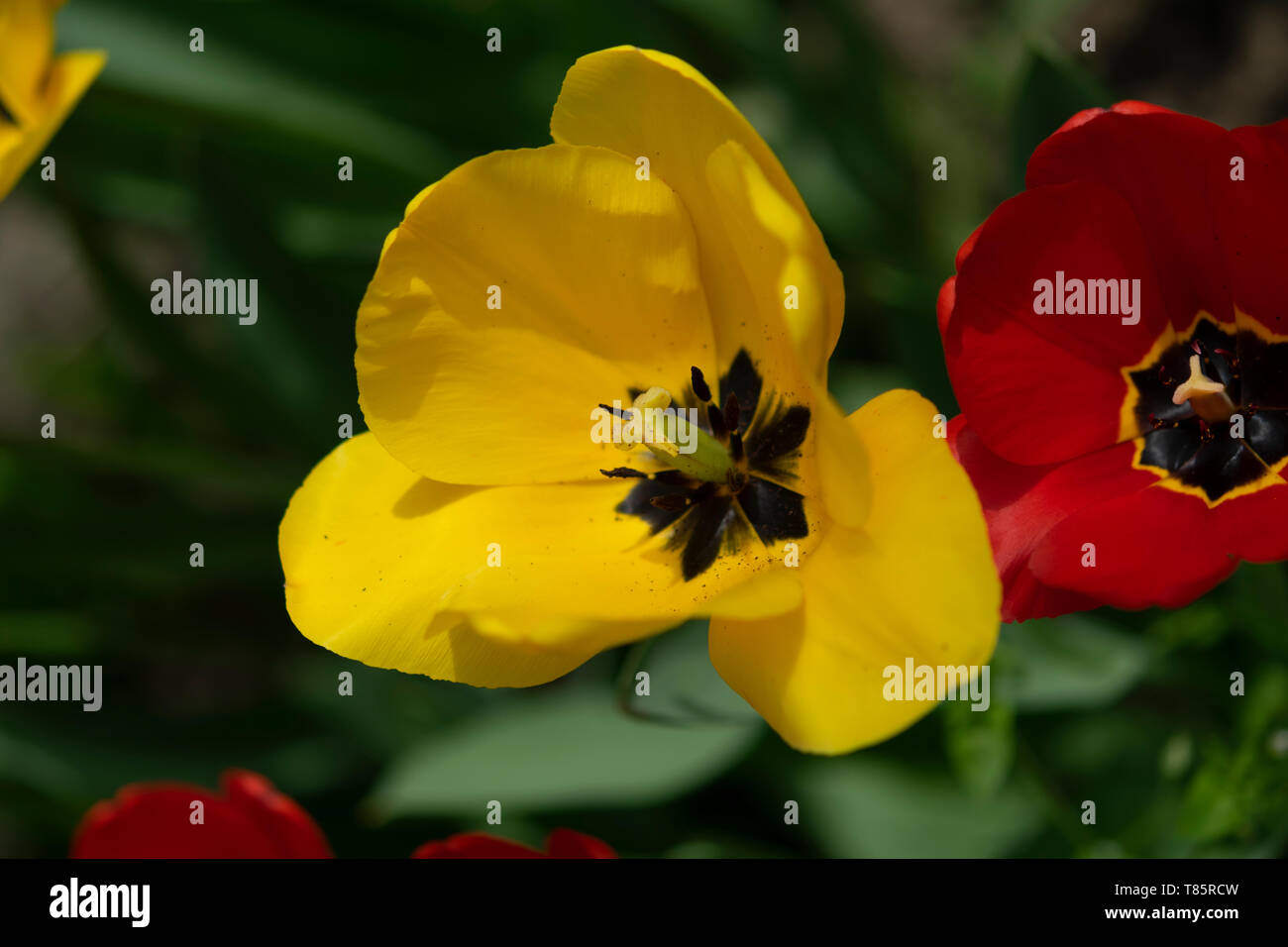 I tulipani (lat.Tulipa) Foto Stock