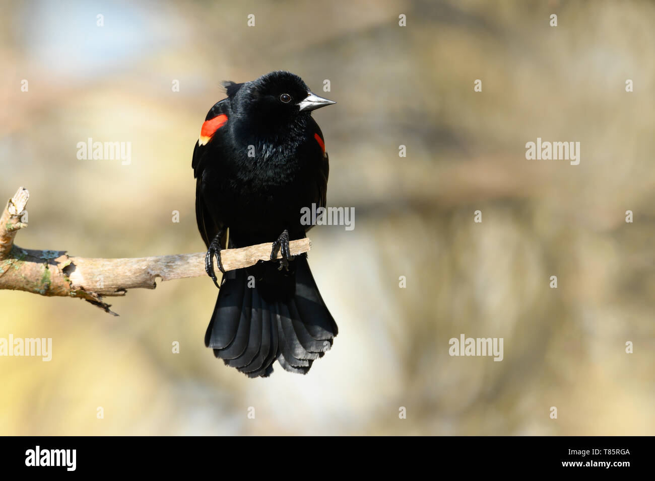 Un rosso-winged Blackbird posatoi su un ramo di sunrise a Ashbridges Bay Park a Toronto, Ontario. Foto Stock