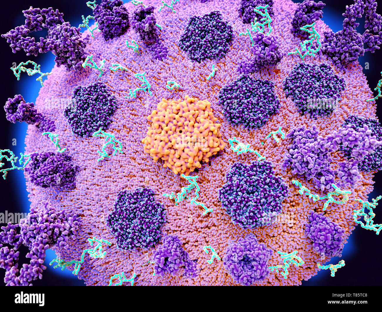 La membrana cellulare con i recettori e canali ionici, illustrazione Foto Stock